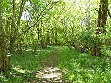 Fyning Moor (1) .jpg