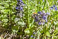 * Nomination: Bugleweed with bumblebee near Kottenbrunn/Königsberg --Plozessor 04:46, 19 February 2024 (UTC) * * Review needed