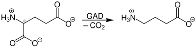 GABA biosynthesis V6