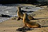 Galápagos sea lions Isabela.jpg