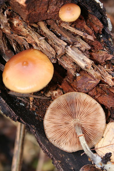 File:Galerina marginata 051106Cmed.jpg