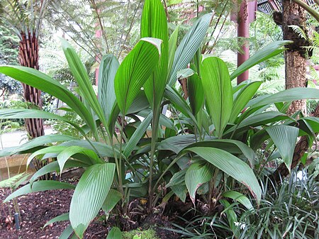 Molineria capitulata