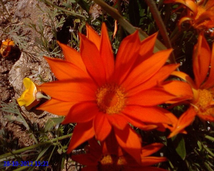 File:Gazania 30.jpg