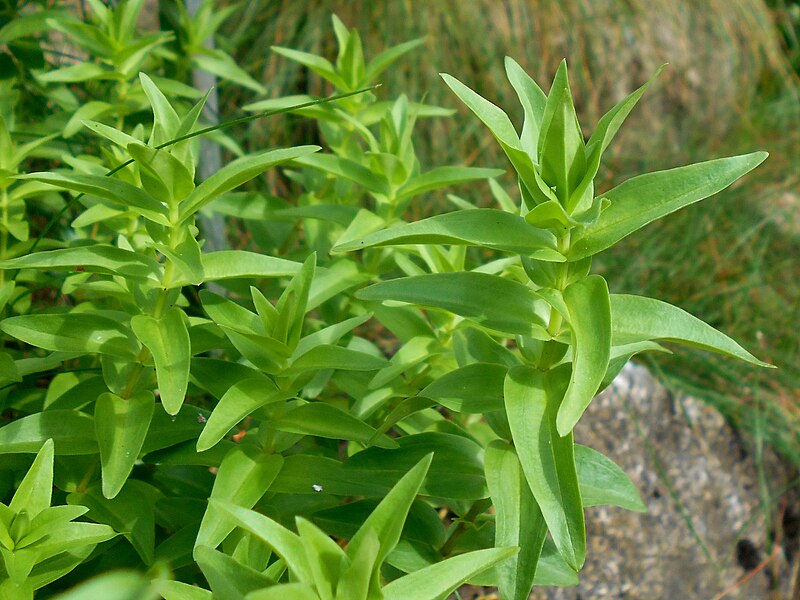 File:Gentiana septemfida 2017-06-25 3163.jpg