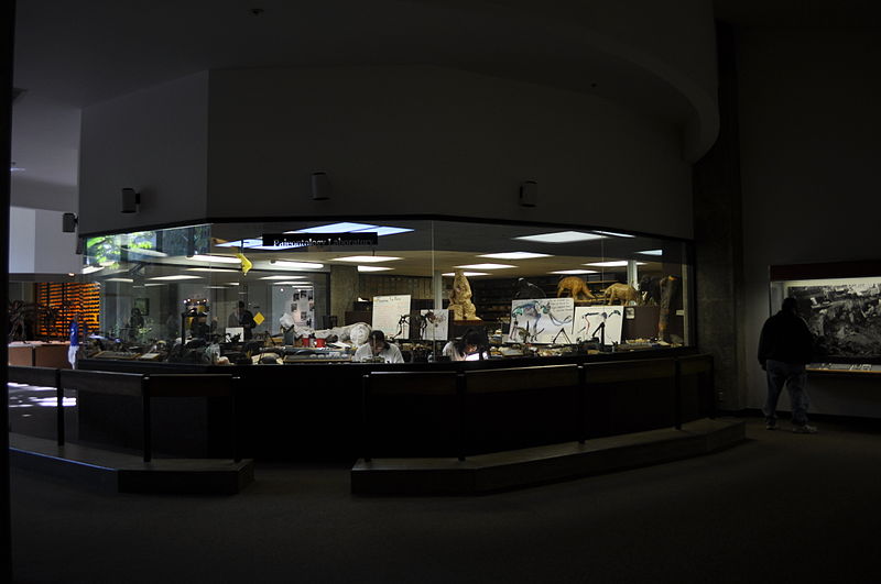 File:George C. Page Museum Paleontology Lab 01.jpg