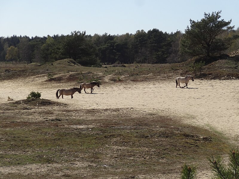 File:Geplantes Naturschutzgebiet Binnenduenen Nordoe DSC01716.JPG