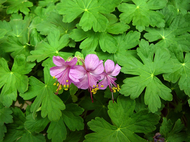 File:Geranium E19.jpg