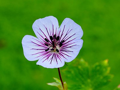 Geranium wallichianum ‘Crystal Lake’