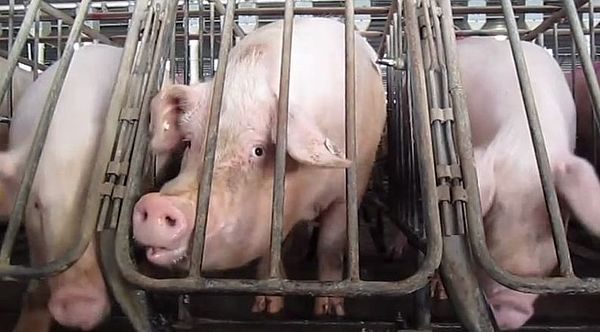 Gestation crates are one of the typical characteristics of intensive pig farming.