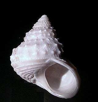 <i>Ginebis crumpii</i> Species of gastropod