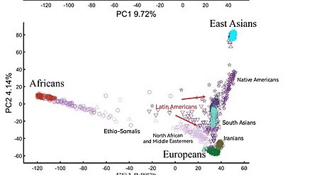 Position of Latin Americans on a Principal component analysis of global human population clusters; Mexicans fall into the cluster of 'Latin Americans', between Native Americans and Europeans.