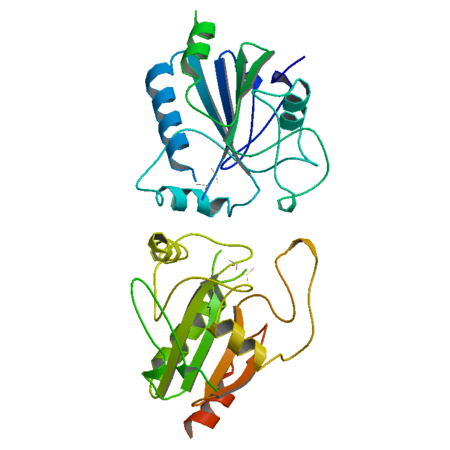 Peroxidase