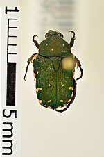 Miniatura para Glycyphana brunnipes