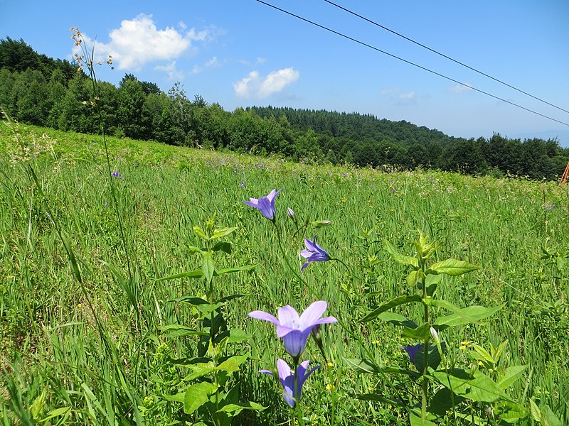 File:Goč - panoramio (3).jpg