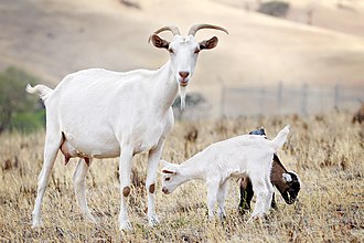 Goat family with 1-week-old kid Goat family.jpg