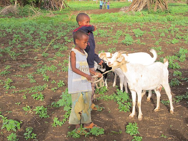 Goats are an important part of the solution to global food security because they are fairly low-maintenance and easy to raise and farm.