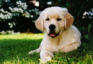 Golden Retriever