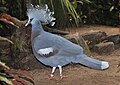 Victoria Crowned Pigeon (Goura victoria beccarii)