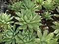 Graptopetalum macdougallii 02.JPG