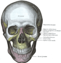 Vignette pour Orbite (anatomie)