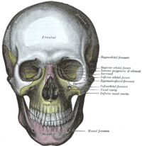 Lebka: frontální pohled; čelní kost představuje část nad nadočnicovými oblouky, označena slovem „Frontal“. Gray's Anatomy, 1918