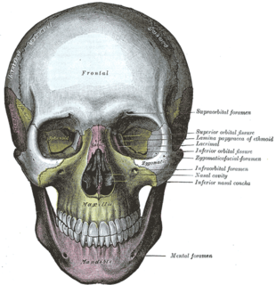 Infraorbital foramen Opening in the maxillary bone of the skull