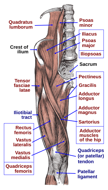 Muscle ilio-psoas