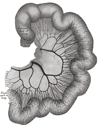 <span class="mw-page-title-main">Jejunal arteries</span>