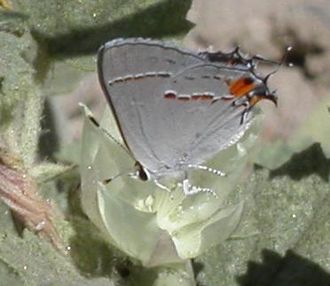 Gray hairstreak (Strymon melinus) Grayhairstreak.JPG