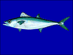 Two-line mackerel (Grammatorcynus bilineatus)
