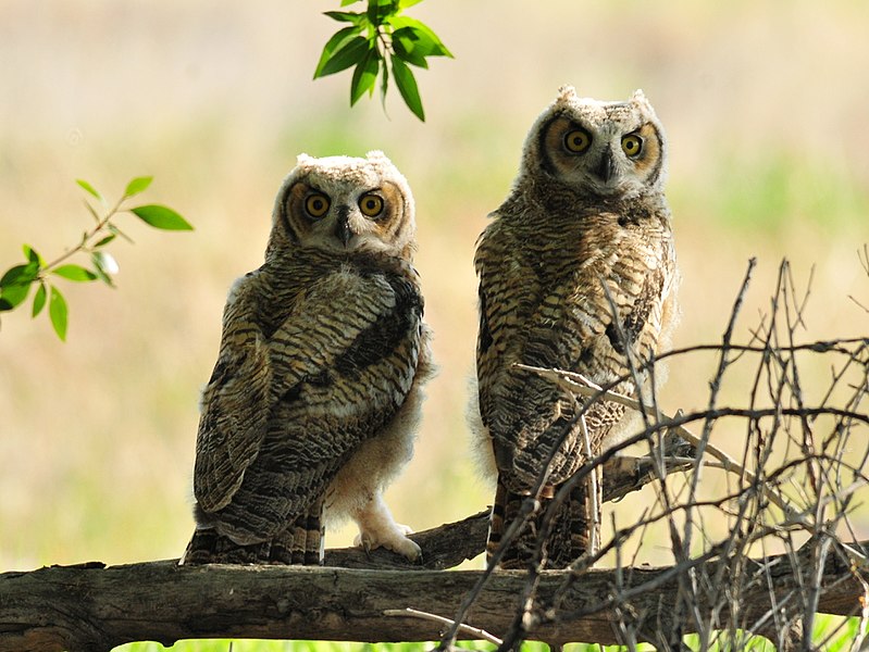 File:Great Horned Owls on Seedskadee National Wildlife Refuge (26899473674).jpg