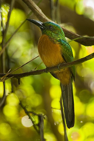 <span class="mw-page-title-main">Great jacamar</span> Species of bird