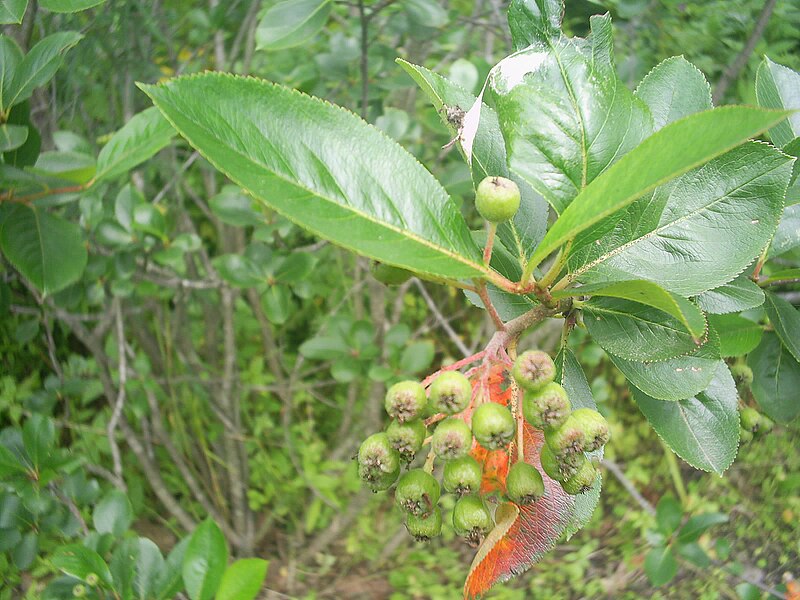 File:Green Aronia.jpg