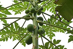 Tarhapapaija Carica papaya