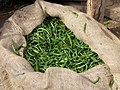 Fresh Indian Green chillies in a Bangalore market