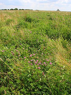 Green manure Organic material left on an agricultural field to be used as a mulch or soil amendment