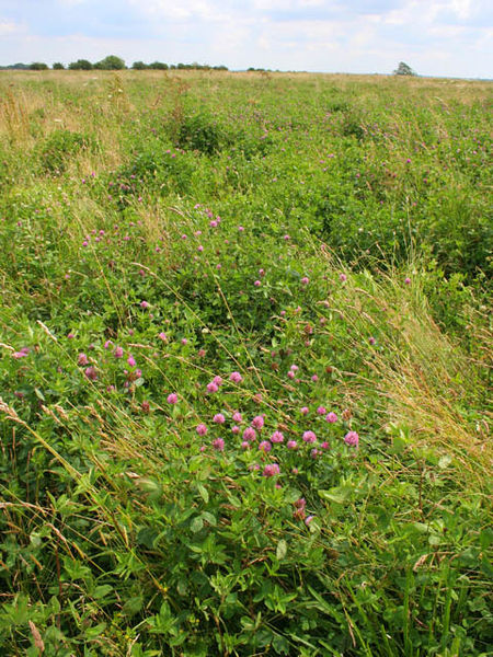 A field of clover, a green manure crop
