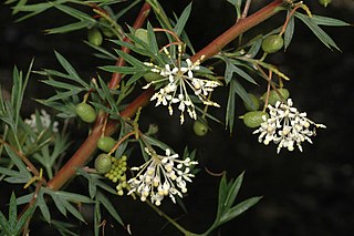 <i>Grevillea phanerophlebia</i> Species of shrub in the family Proteaceae endemic to Western Australia