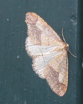 <span class="mw-page-title-main">Dotted border</span> Species of moth