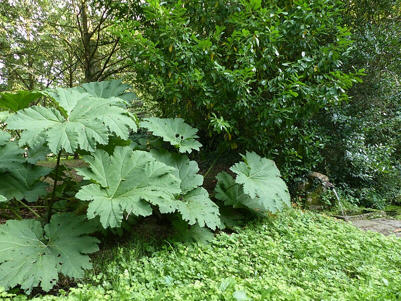 File:Gunnera manicata Haras Hennebont.jpg