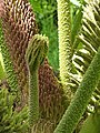 * Nomination: Bourgeon et inflorescence de Gunnera manicata --Tsaag Valren 21:28, 9 July 2018 (UTC) * * Review needed