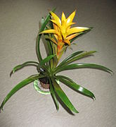 Guzmania