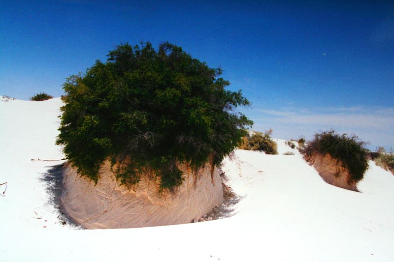 File:Gypsum plant stand_fa_rszd.jpg