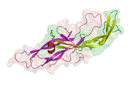 Human chorionic gonadotropin