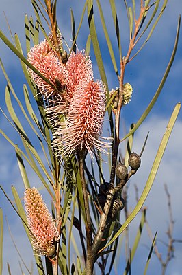 Цветущая Hakea multilineata близ Лейк-Кинг (Западная Австралия).