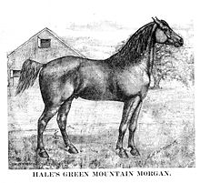 Морган (порода лошадей) — Википедия
