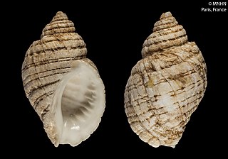 <i>Haustrum lacunosum</i> Species of gastropod