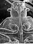 Mouthparts of a Pentatomid bug.
