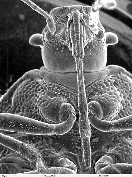 File:Head of Pentatomidae SEM.jpg