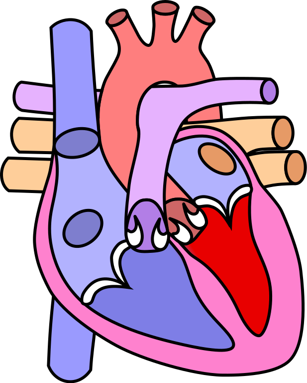 File:Heart normal.svg - Wikimedia Commons